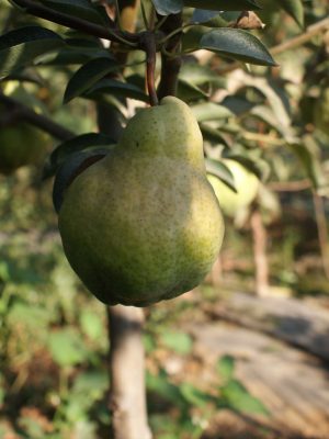 Williams-1-scaled-1.jpg Williams