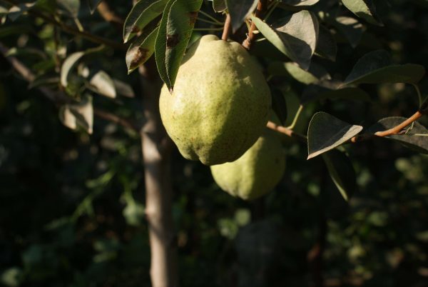 Williams-2-scaled-1.jpg Williams