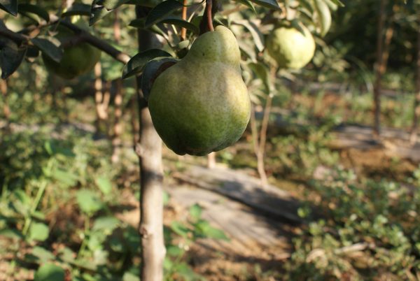 Williams-3-scaled-1.jpg Williams