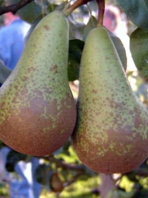 abate-fetal.jpg Abate Fetel