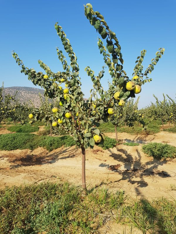 Altın 35