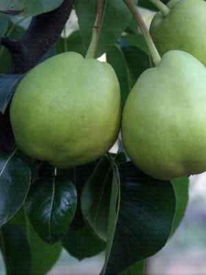 bahribey.jpg Bahri Bey