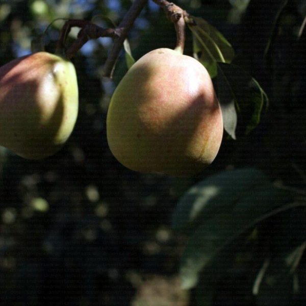 coscia.-2.jpg Coscia