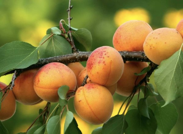 ekerpare-1.jpg Şekerpare