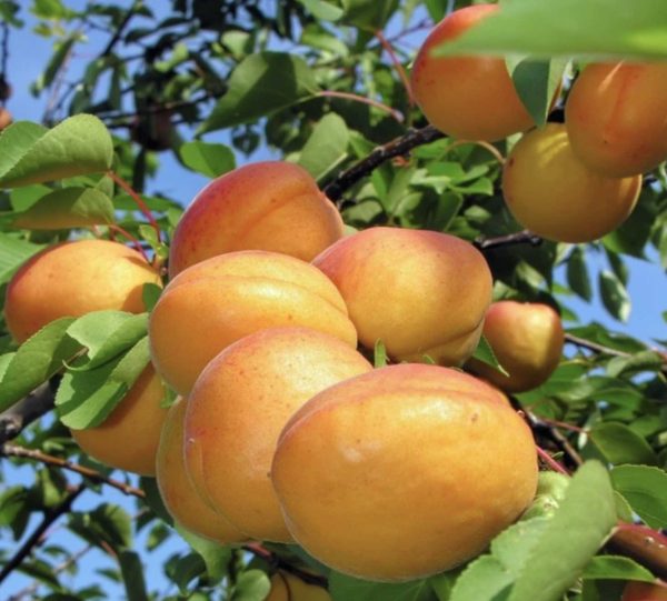 ekerpare-2.jpg Şekerpare