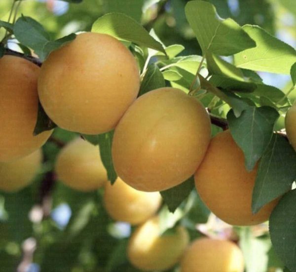 ekerpare-3.jpg Şekerpare