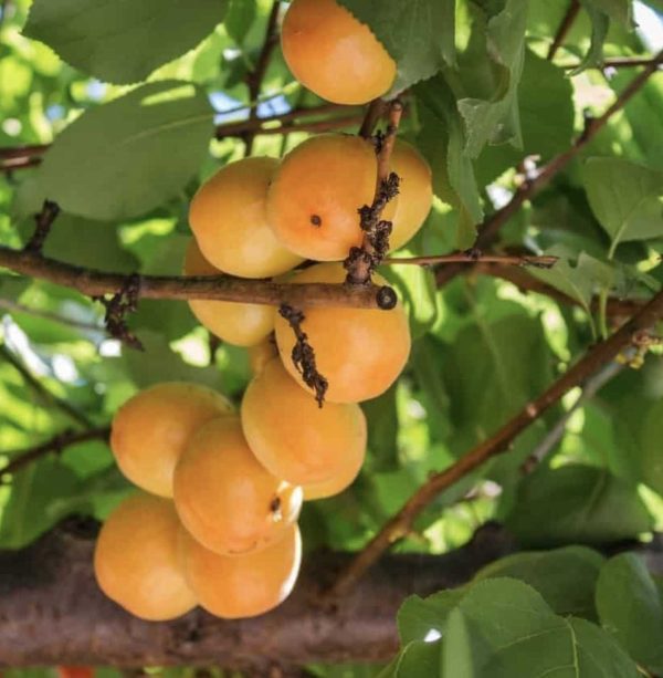 ekerpare-4.jpg Şekerpare