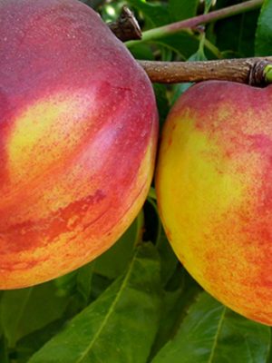 fantasia.jpg Fantasia