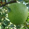 Granny Smith Challenger