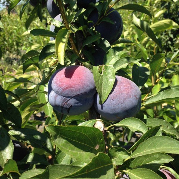 how-time.jpg Showtime