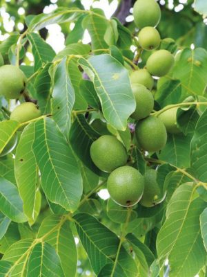 image-198.jpg Wlach Ceviz Anacı ile Üretilmiş Ceviz Fidanı