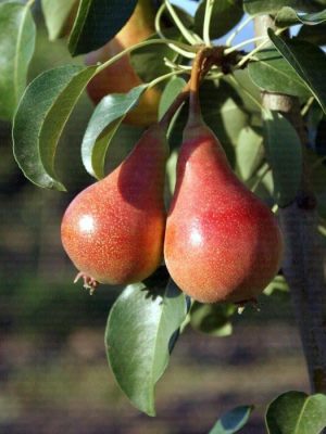 june-beauty.jpg June Beauty