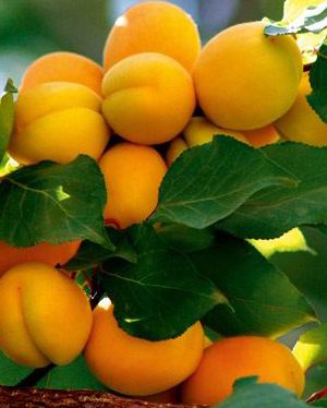 kayisi_tokaloglu.jpg Tokaloğlu