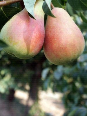 santa-maria_.jpg Santa Maria