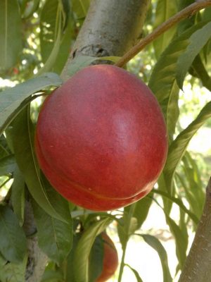 venus-4-scaled-1.jpg Venüs